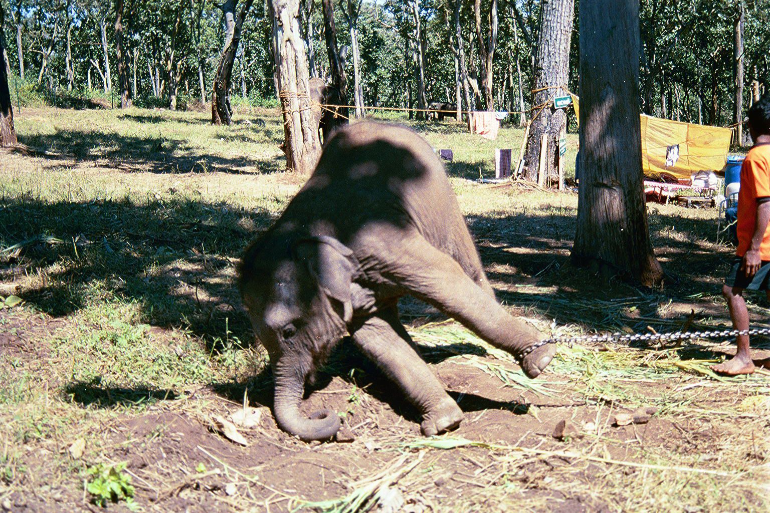 Pacing Pachyderms: Do Elephants Fare Well in Captivity?